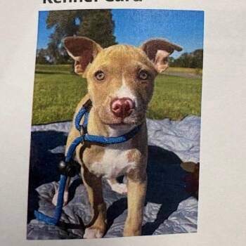 Targarya -  Mixed Breed Dog for Adoption in West Olive, Michigan - Targarya | PetCurious