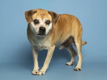 MISTER -  Beagle and Pug Dog for Adoption in Phoenix, Arizona - MISTER | PetCurious