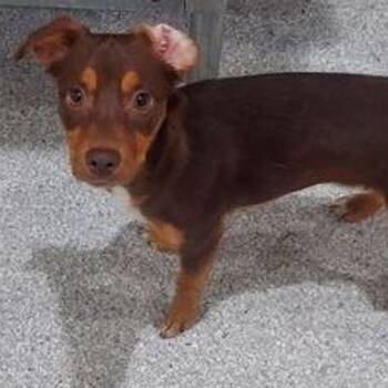 Brad -  Miniature Pinscher and Australian Cattle Dog Blue Heeler Dog for Adoption in Lake Havasu City, Arizona - Brad | PetCurious