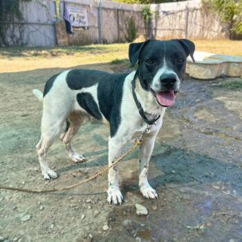 Barry -  Cattle Dog and Border Collie Dog for Adoption in Austin, Texas - Barry | PetCurious