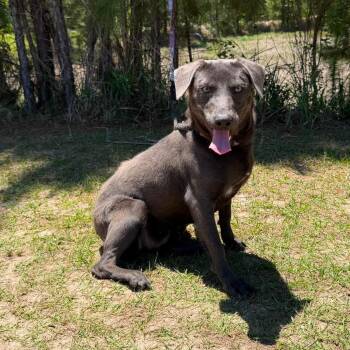 Labrador Retriever Dogs Available for Adoption in Foley, Alabama - Juno Mae | PetCurious