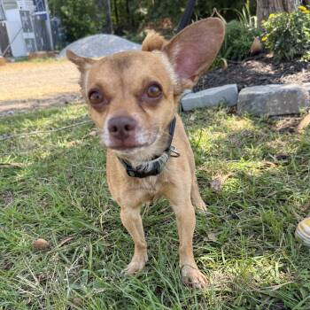 Sebastian -  Chihuahua Dog for Adoption in Columbia, South Carolina - Sebastian | PetCurious