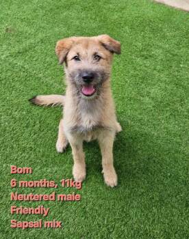 Wheaten Terrier Dogs Available for Adoption in Agoura Hills, California - BOM | PetCurious