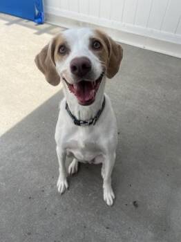 Penny -  Hound and Mixed Breed Dog for Adoption in East Brookfield, Massachusetts - Penny | PetCurious
