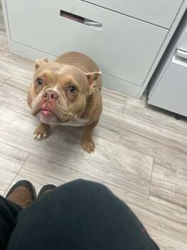 Peaches -  Pit Bull Terrier Dog Available for Adoption in Arlee, Montana - Peaches | PetCurious