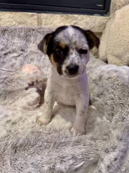 Australian Cattle Dog Blue Heeler Dogs Available for Adoption - Icy | PetCurious