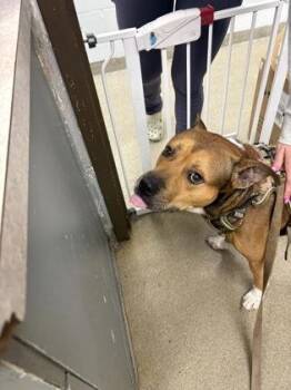 Rusty -  Pit Bull Terrier and Mixed Breed Dog for Adoption in Palm Coast, Florida - Rusty | PetCurious