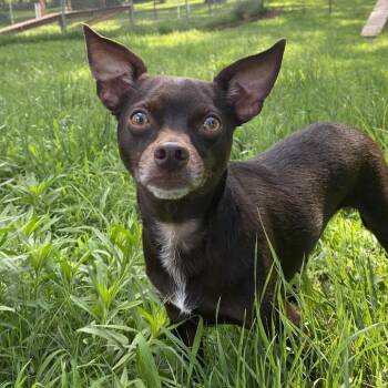 Rocket -  Chihuahua Dog for Adoption in Stillwater, Oklahoma - Rocket | PetCurious