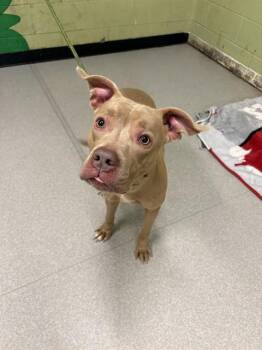 Pit Bull Terrier Dogs Available for Adoption in Indianapolis, Indiana - LYLE | PetCurious
