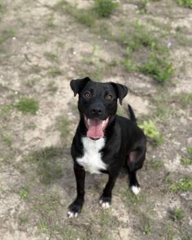 Rescue Black Labrador Retriever Dogs for Adoption in Huntsville, Texas - Callie | PetCurious