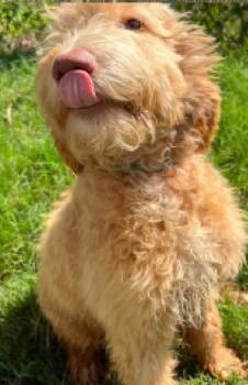 Shaggy KWI in MS -  Golden Retriever and Poodle Dog for Adoption in Warwick, Rhode Island - Shaggy KWI In MS | PetCurious