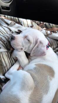 Chihuahua and Pit Bull Terrier Dogs Available for Adoption in Denver, Colorado - Millie | PetCurious