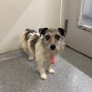 Morgan -  Jack Russell Terrier Dog for Adoption in Plainfield, Illinois - Morgan | PetCurious