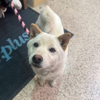 Shiba Inu Dogs Available for Adoption - Benji | PetCurious