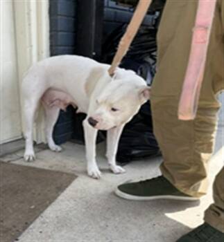 Pit Bull Terrier Dogs Available for Adoption in Killeen, Texas - POPPY | PetCurious