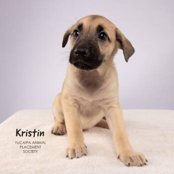 Kristin -  Shepherd Dog for Adoption in Yucaipa, California - Kristin | PetCurious