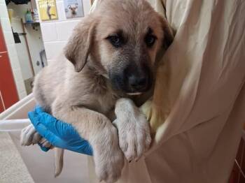 FRANKIE -  Great Pyrenees and German Shepherd Dog Dog for Adoption in Colorado Springs, Colorado - FRANKIE | PetCurious