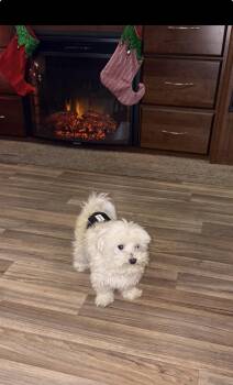 Maltipoo Dogs Available for Adoption - Bruno | PetCurious