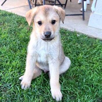 Rescue Mixed Breed Dogs for Adoption in Medford, Oregon - Timber | PetCurious