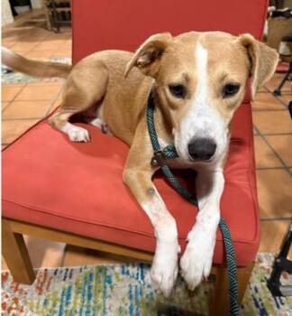 Leia -  Labrador Retriever and Mixed Breed Dog for Adoption in Morristown, New Jersey - Leia | PetCurious