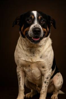 Rescue Mastiff and Mixed Breed Dogs for Adoption in Cobden, Illinois - Moose | PetCurious