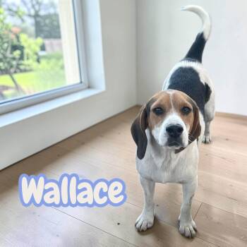 Wallace - silly and lovable -  Beagle Dog for Adoption in Chuckey, Tennessee - Wallace - Silly And Lovable | PetCurious