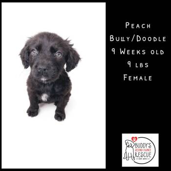 Labrador Retriever and American Bulldog Dogs Available for Adoption - Peach | PetCurious