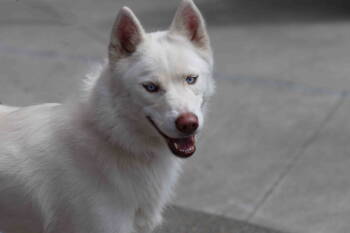 Rescue Siberian Husky Dogs for Adoption in Walnut Creek, California - Pearl | PetCurious