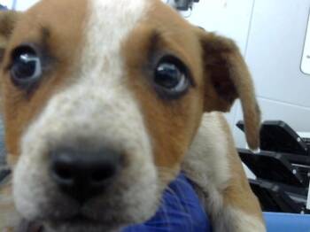 Mixed Breed Dogs Available for Adoption - CHLOE | PetCurious