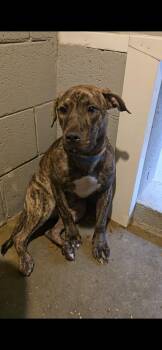 Rescue Plott Hound Dogs for Adoption in Trenton, Georgia - Maple | PetCurious