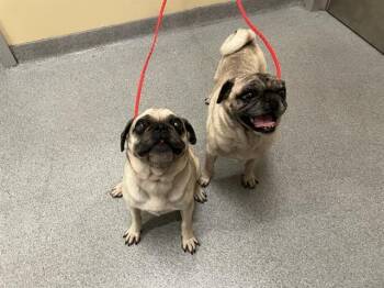 Pug Dogs Available for Adoption - CERSEI | PetCurious