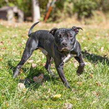 Courage -  Pit Bull Terrier Dog for Adoption in Stroudsburg, Pennsylvania - Courage | PetCurious