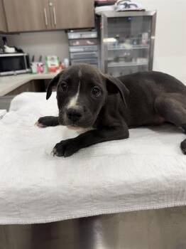 BEETLE -  Pit Bull Terrier and Mixed Breed Dog for Adoption in Baytown, Texas - BEETLE | PetCurious