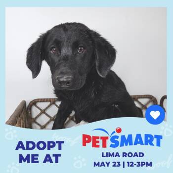 Labrador Retriever Dogs Available for Adoption in Fort Wayne, Indiana - Hubba Bubba | PetCurious