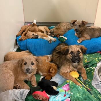 Shepherd and Mixed Breed Dogs Available for Adoption in Flagstaff, Arizona - Genie | PetCurious