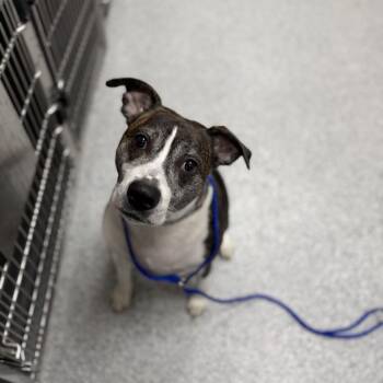 Cline -  American Staffordshire Terrier Dog for Adoption in Grand Rapids, Michigan - Cline | PetCurious