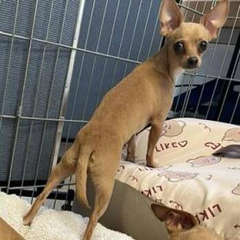 Cora -  Chihuahua Dog for Adoption in Fort Bragg, California - Cora | PetCurious