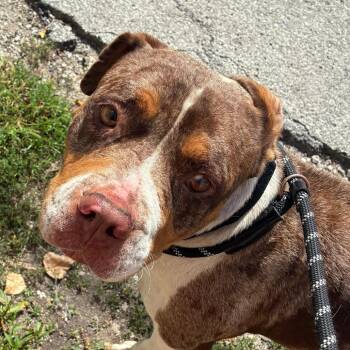 Charlotte -  Mixed Breed Dog for Adoption in Oak Park, Illinois - Charlotte | PetCurious