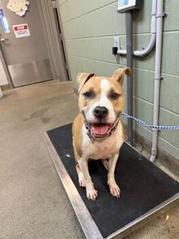 MUNCHKIN -  Mixed Breed Dog for Adoption in Jacksonville, Florida - MUNCHKIN | PetCurious