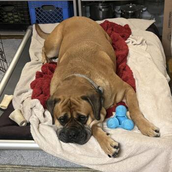 Bullmastiff Dogs Available for Adoption - Pablo | PetCurious