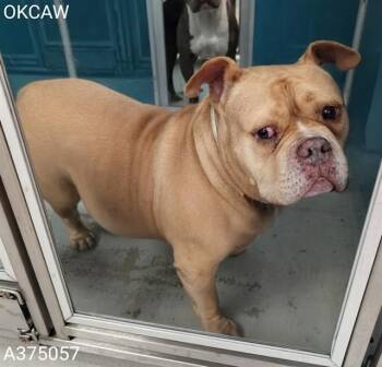 American Bulldog and Mixed Breed Dogs Available for Adoption in Oklahoma City, Oklahoma - A375057 | PetCurious