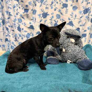 A612246 -  Chihuahua Dog for Adoption in Modesto, California - A612246 | PetCurious