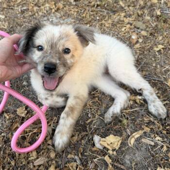 Autumn -  Australian Cattle Dog Blue Heeler and Great Pyrenees Dog for Adoption in Harlingen, Texas - Autumn | PetCurious