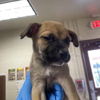 American Staffordshire Terrier and Mixed Breed Dogs Available for Adoption in San Antonio, Texas - Paris | PetCurious