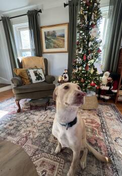 Rescue Labrador Retriever Dogs for Adoption in Cranston, Rhode Island - THYME | PetCurious