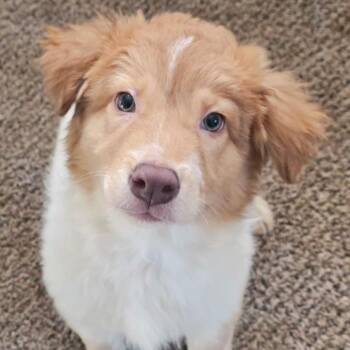 Border Collie and Husky Dogs Available for Adoption - Rex | PetCurious