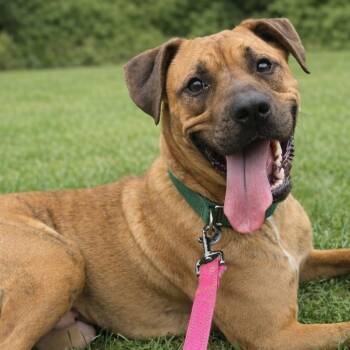 Mixed Breed Dogs Available for Adoption - COPPER | PetCurious