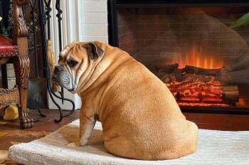 English Bulldog Dogs Available for Adoption in Thompson, Pennsylvania - CLYDE | PetCurious