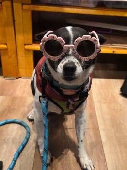 Layla -  Chihuahua Dog for Adoption in Covington, Washington - Layla | PetCurious