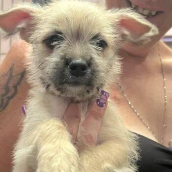 Heather -  Terrier and French Bulldog Dog for Adoption in Vacaville, California - Heather | PetCurious